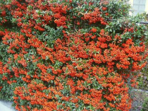 Ognik szkarłatny (Pyracantha coccinea) Orange Glow c3 zdjęcie 4