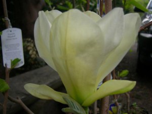 Magnolia Elizabeth szczepiona żółta c5 zdjęcie 5