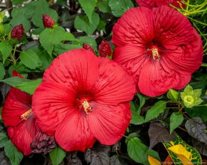 Hibiskus bylinowy (Hibiscus moscheutos) Holy Grail zdjęcie 4
