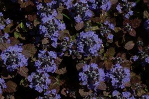Dąbrówka rozłogowa (Ajuga reptans) zdjęcie 3