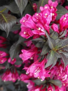 Krzewuszka (Weigela) Minor Black c2 zdjęcie 4