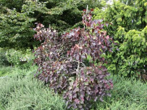 Judaszowiec kanadyjski (Cercis canadensis) Ruby Falls c5 zdjęcie 3