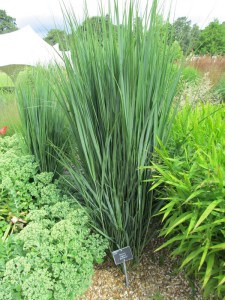 Proso rózgowate (Panicum virgatum) Northwind zdjęcie 3