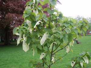 Dawidia chińska Dawidia chińska - Davidia involucrata var. Vilmorina 3
