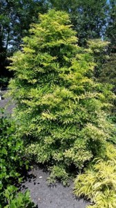 Bez czarny (Sambucus nigra) Golden Tower c3 zdjęcie 4
