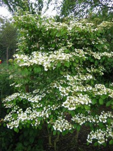 Kalina japońska (Viburnum plicatum) Watanabe c3 zdjęcie 3