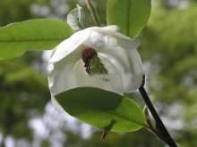Magnolia parasolowata (Magnolia tripetala) zdjęcie 3