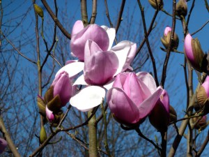 Magnolia Atlas c3 zdjęcie 3