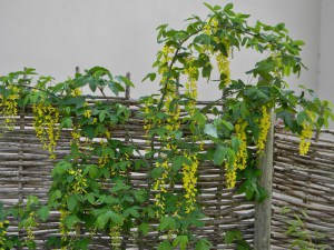 Złotokap Waterera (Laburnum watereri) Vossii c5 zdjęcie 4