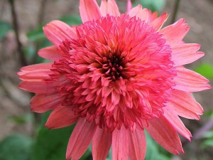 Jeżówka purpurowa (Echinacea) Raspberry Truffle zdjęcie 3