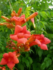 Milin amerykański (Campsis) Flamenco - roślina pnąca zdjęcie 3