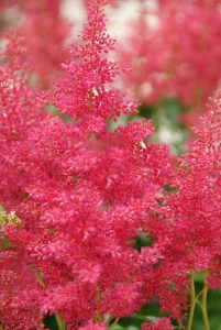 Tawułka japońska (Astilbe japonica) Red Sentinel c2 zdjęcie 3