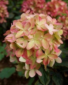 Hydrangea paniculata (Hydrangea paniculata) Graffiti c3 zdjęcie 4