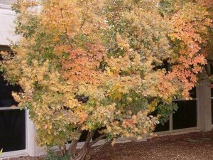 'Perukowiec podolski (Cotinus coggygria) Golden Spirit zdjęcie 3' Perukowiec podolski (Cotinus coggygria) Golden Spirit zdjęcie 3