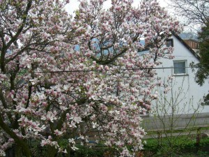 Magnolia pośrednia (Magnolia soulangeana) Alexandrina c12 zdjęcie 4