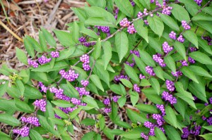 Pięknotka rozwidlona (Callicarpa dichotoma) Issai c3 zdjęcie 4