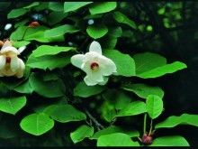 Magnolia Siebolda pachnąca c5 zdjęcie 3