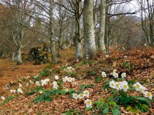 Ciemiernik biały (Helleborus niger) zdjęcie 4