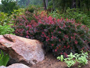 Berberys (Berberis) Atropurpurea Nana c2 zdjęcie 4