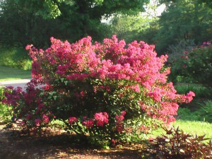 Lagerstremia indyjska (Lagerostroemia indica) zdjęcie 4