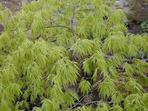 Klon palmowy szczepiony (Acer palm.) Dissectum c4 zdjęcie 3
