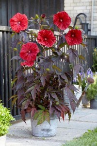 Hibiskus bylinowy (Hibiscus moscheutos) Carousel Giant Red zdjęcie 3