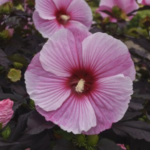 Hibiskus bylinowy (Hibiscus moscheutos) Starry Starry Night zdjęcie 3