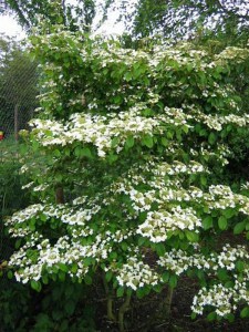 Kalina japońska (Viburnum plicatum) Watanabe sadzonka zdjęcie 6