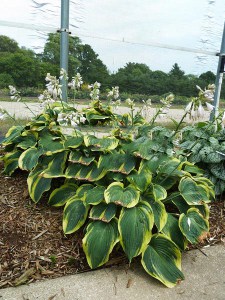 Funkia (Hosta) Earth Angel sadzonka zdjęcie 3