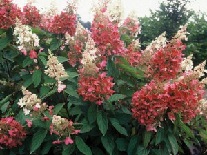 Hortensja bukietowa (Hydrangea) Pinky Winky c3 zdjęcie 3