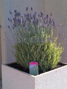 Lawenda pośrednia (Lavandula intermedia) Platinum Blonde zdjęcie 3