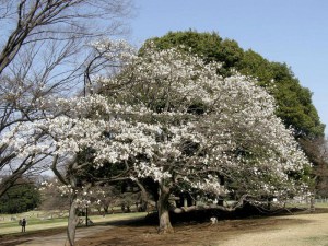 Magnolia japońska (Magnolia kobus) c2 zdjęcie 3