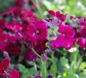 Żagwin (Aubrieta) Axcent Burgundy zdjęcie 3