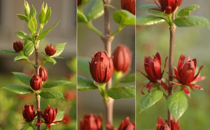 Kielichowiec wonny (Calycanthus floridus) c10 foto 4