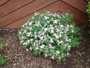 Tawuła japońska (Spiraea japonica) Little Princess c2 zdjęcie 4