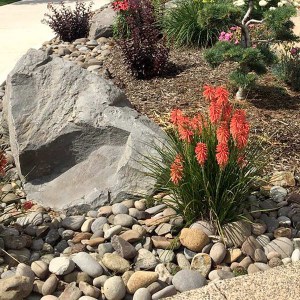 Trytoma (Kniphofia) Poco Red zdjęcie 4