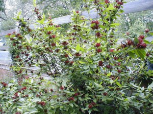 Kielichowiec wonny (Calycanthus floridus) c5 zdjęcie 3