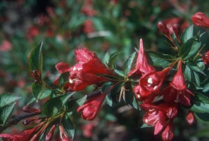 Krzewuszka (Weigela) Newport Red c2 zdjęcie 4