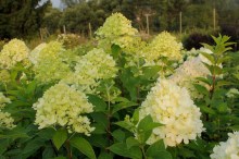 Hortensja bukietowa (Hydrangea paniculata) Limelight c2 zdjęcie 4