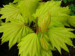 Klon Shirasawy (Acer shirasawum) Aureum c7,5 zdjęcie 4