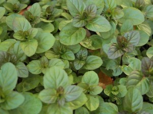 'Mięta pomarańczowa (Mentha piperata) zdjęcie 4' Mięta pomarańczowa (Mentha piperata) zdjęcie 4