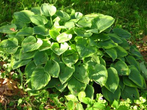 Funkia (Hosta) Veronica Lake zdjęcie 1