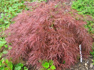 Klon palmowy (Acer palm.) Ornatum c4 zdjęcie 2
