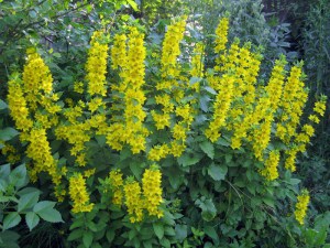 Tojeść kropkowana (Lysimachia punctata) zdjęcie 3