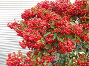 Ognik szkarłatny (Pyracantha coccinea) Red Column c3 zdjęcie 4