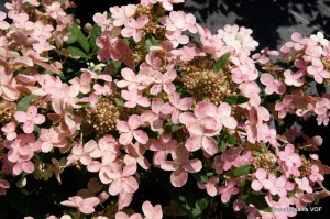 Hortensja bukietowa (Hydrangea paniculata) Polestar c3 zdjęcie 3