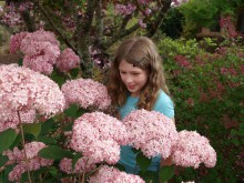 Hortensja drzewiasta Pink Anabelle Invincibelle c1,5 zdjęcie 3