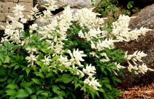Tawułka japońska (Astilbe japonica) Deutschland c2 zdjęcie 3