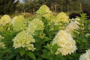 Hortensja bukietowa (Hydrangea paniculata) Limelight c3 zdjęcie 4