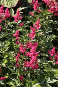 Tawułka japońska (Astilbe japonica) Bonn c2 zdjęcie 3